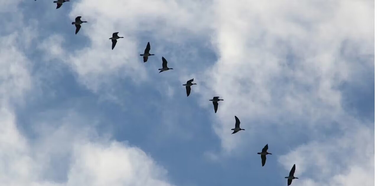 راز تعیین مسیر مهاجرت پرندهها، بدون GPS، نقشه و قطبنما