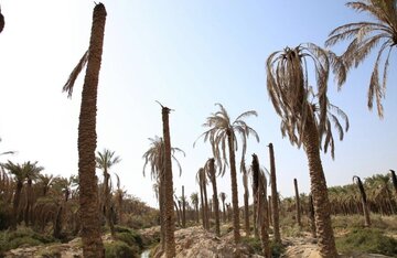 مرگ تدریجی نخلستان ها، سوختن میراث مردم جنوب