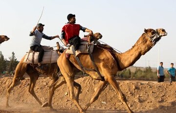 بورسیه شترسواری ایران سوخت! بورسیه شترسواری ایران سوخت!