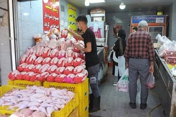 توزیع مرغ در قزوین از طریق سامانه ره‌آوا انجام می‌شود