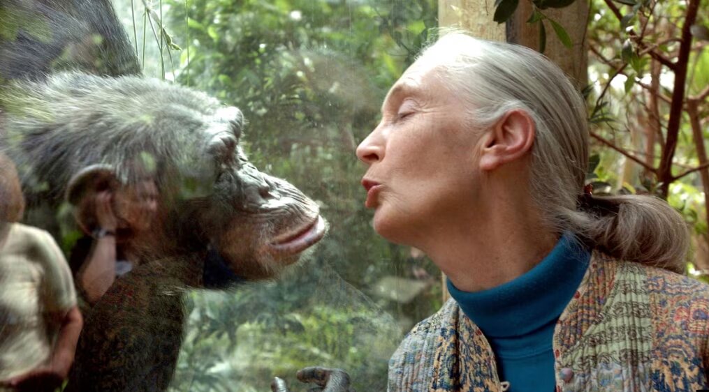 جین گودال به دیار باقی شتافت – خبرآنلاین