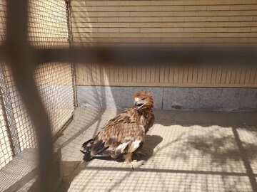 رها سازی عقاب صحرایی در طبیعت میناب