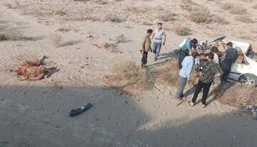 تصادف با شتر جان جوان 22 ساله را گرفت