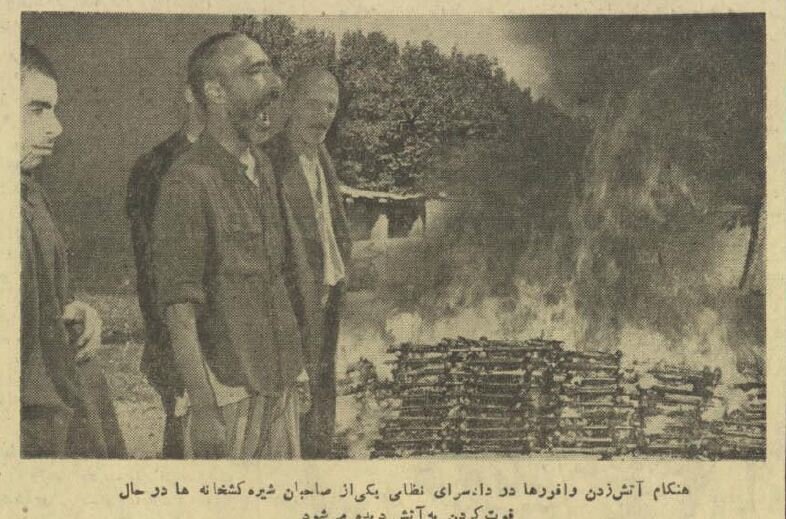 هزار باند بافور در یک اقدام آتش زده شد/ معتادان برای استنشاق دود دور هم جمع شدند!+عکس