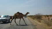 عملیات ضربتی توقیف ۱۱ شتر بلاصاحب با دستور دادستان جاسک