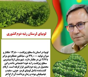 لوبیای لرستان با تولید ۳۷ هزار تن در سال رتبه دوم کشور را دارد