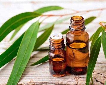 گیاهی مفید برای آبرسانی پوست و درد مفاصل گیاهی مفید برای آبرسانی پوست و درد مفاصل