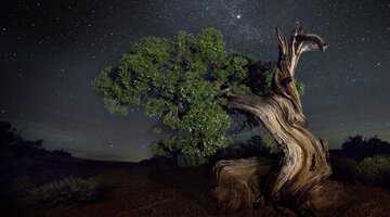 سجده درخت و ستاره در قرآن کریم نشان‌دهنده چیست؟