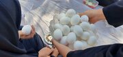 برگزاری روز جهانی تخم مرغ در شهرستان شاهرود