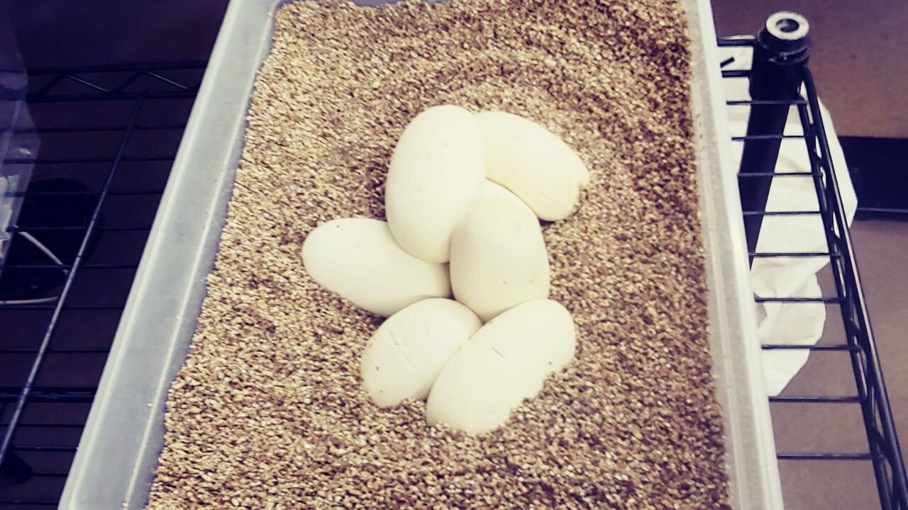 پیرترین مار پیتون جهان در ۶۲ سالگی مادر شد!