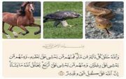 چرایی عدم تقسیم بندی جامع قرآن نسبت به همه موجودات