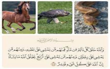 چرایی عدم تقسیم بندی جامع قرآن نسبت به همه موجودات