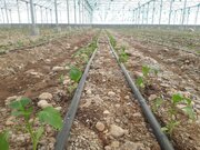 کاشت فلفل دلمه رنگی در گلخانه‌های شهرستان میناب