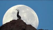 ببینید | تصویری شگفت‌انگیز از یک بز کوهی بر فراز کوهی در نزدیکی بوشهر
