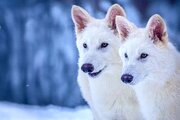 ببینید | واکنش جالب ۴ گرگ بعد از دیدن یک زن؛ ماجرای این زن چیست؟