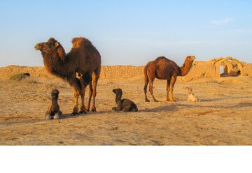 دستور قضایی؛ فرصت 3 روزه برای جمع‌آوری شترها صادر شد / ماجرا چیست؟