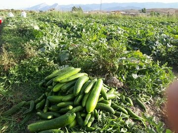 کشت خیار سبز در منطقه توکهور و هشتبندی ۲۰ درصد کاهش یافت