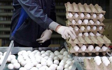 چرا عراق واردات مرغ و تخم‌مرغ ایرانی را ممنوع کرد؟