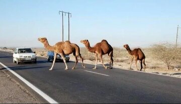 مهلت دو ماهه برای پلاک‌گذاری شترهای سرگردان در بندرلنگه