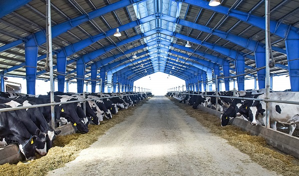 تلف شدن بیش از ۷۰۰ راس احشام در کشت و صنعت مغان