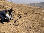 ۱۵پرنده شکاری تیمارشده در قزوین به طبیعت بازگشتند
