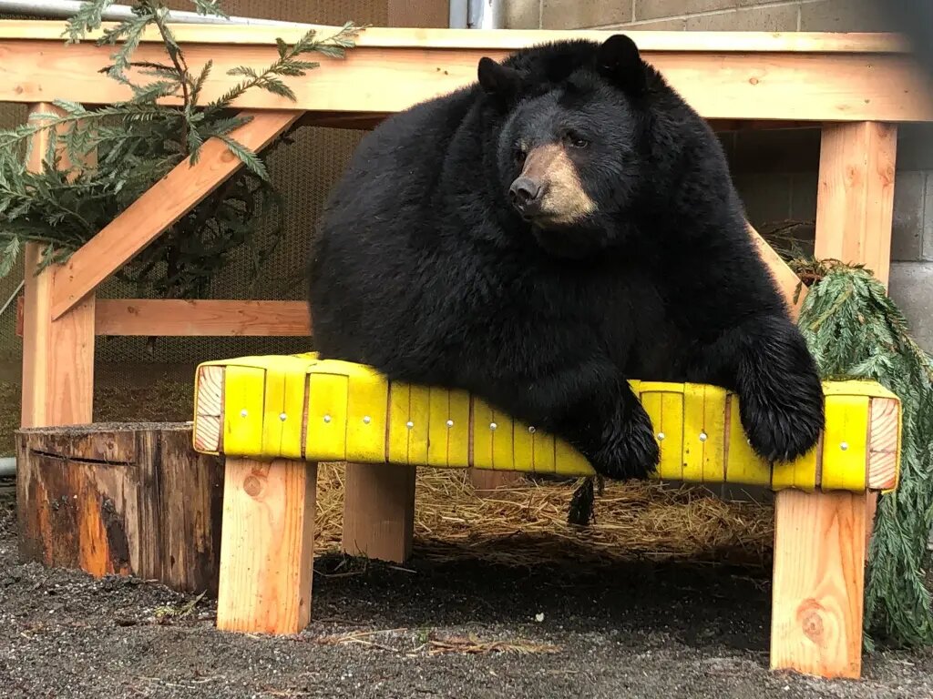 خرس وحشی با پای خودش وارد باغ وحش شد / سر زدن به هم‌نوعان اسیر