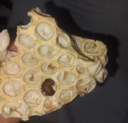 وجود سوسک در نان یکی از نانواییهای صالحیه