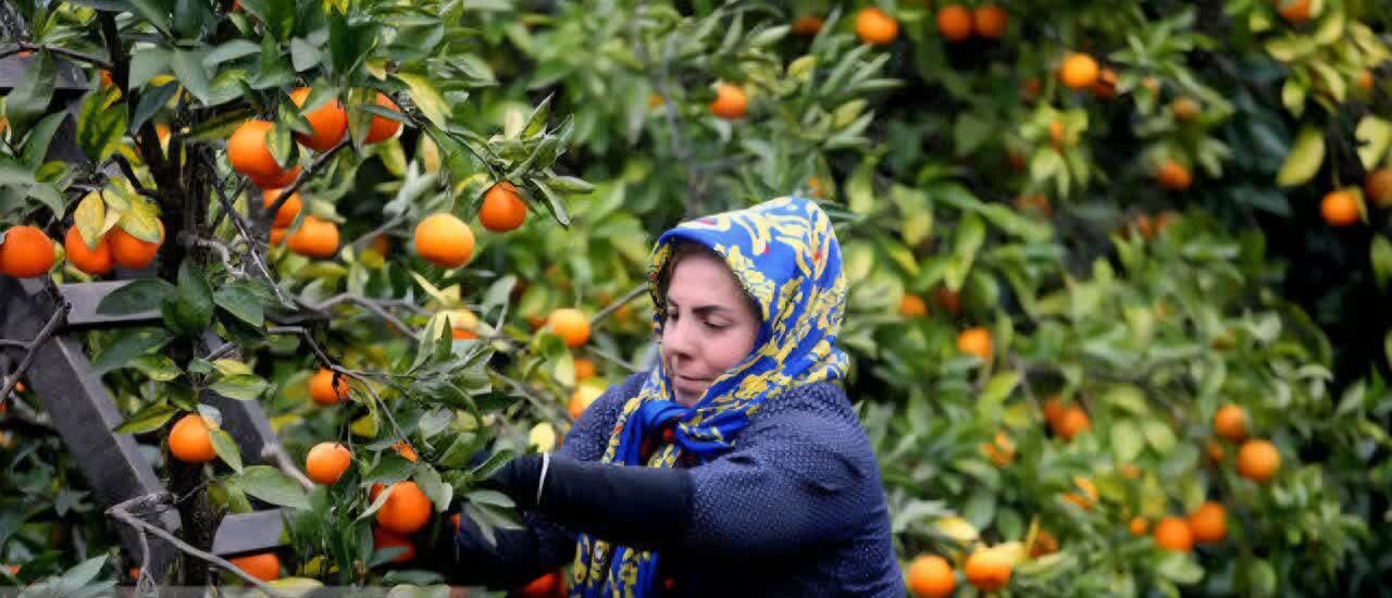 جهاد کشاورزی