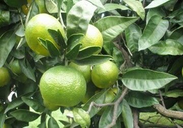 پیش بینی تولید بیش از ۳۶ هزار تن نارنگی در بابل پیش بینی تولید بیش از ۳۶ هزار تن نارنگی در بابل