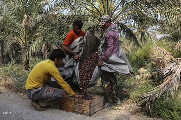 نظارت بر بازار محصولات کشاورزی هرمزگان افزایش مییابد نظارت بر بازار محصولات کشاورزی هرمزگان افزایش مییابد