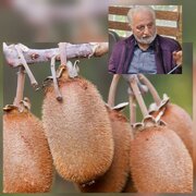 محور اقدامات شرکت تعاونی اطلاع رسانی درباره کاشت، داشت و برداشت و بازار کیوی برای باغداران است