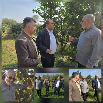 نوید سالی پربار برای باغداران لنگرودی نوید سالی پربار برای باغداران لنگرودی