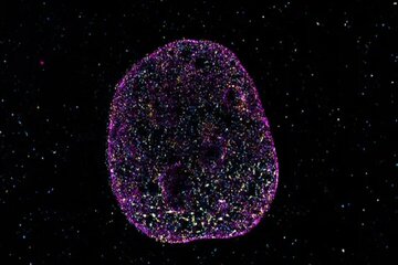 زبان دوم حیات کشف شد زبان دوم حیات کشف شد