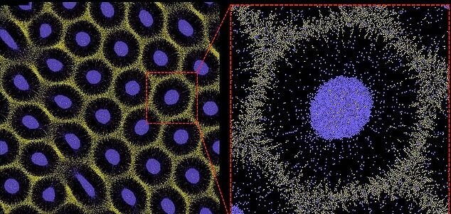 راز شکلگیری خالهای پلنگ فاش شد