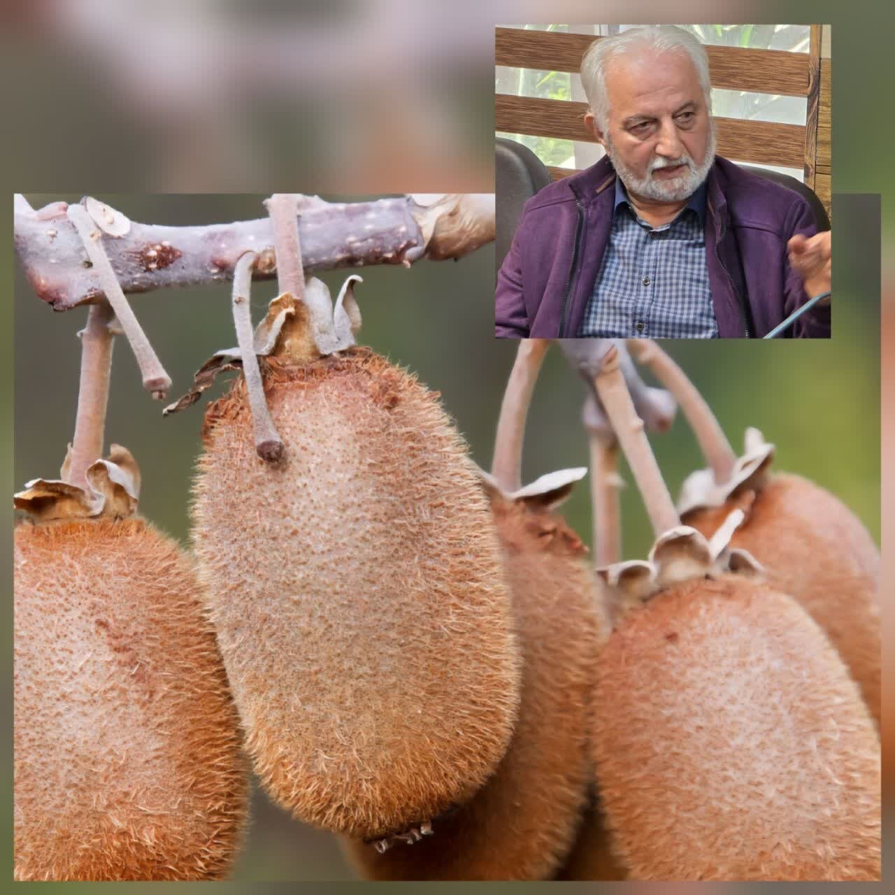 جهاد کشاورزی