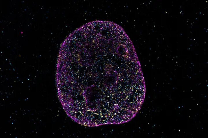 زبان دوم حیات کشف شد