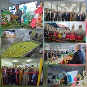 افتتاح واحد تولیدی کیوی به پاستیل در رودسر