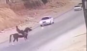 ببینید | تصادف شدید پژو با اسب در شهر کازرون استان فارس / حاوی تصاویر ناراحت‌کننده