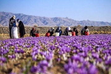 قیمت زعفران در بازار چقدر است؟