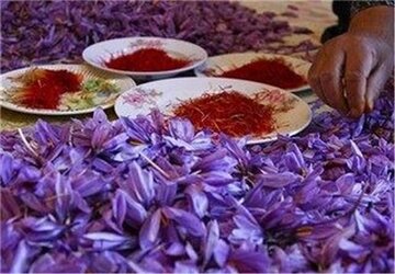 پیشبینی برداشت ۱۹۵ کیلو زعفران در استان آذربایجانغربی