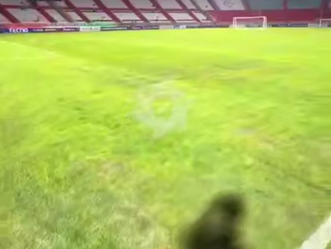 عکس| چمن تازه ورزشگاه یادگار امام زرد شد