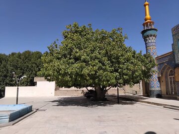 قطع بخشی از تنه درخت ۵۰۰ ساله اقلید قطع بخشی از تنه درخت ۵۰۰ ساله اقلید