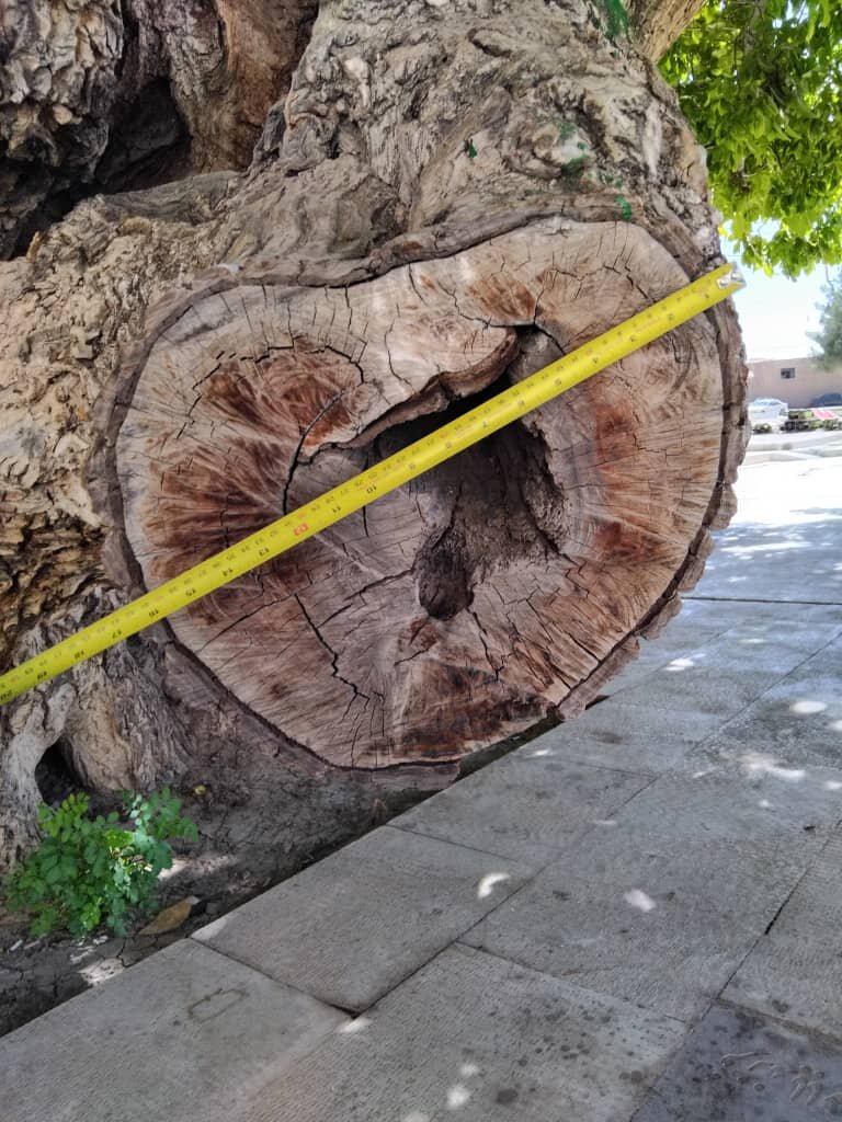قطع بخشی از تنه درخت ۵۰۰ ساله اقلید