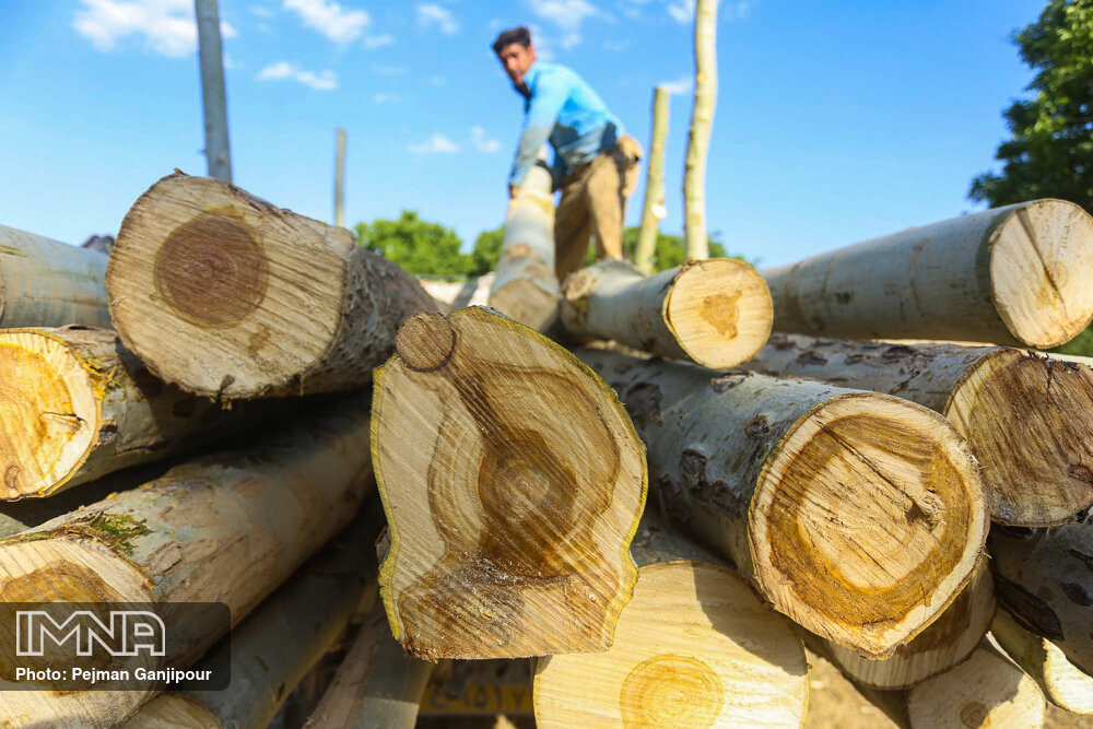 قطع‌عام درختان؟ واقعیت پشت ویدئوی جنجالی چمستان/ جنگل‌های جلگه‌ای؛ آخرین لکه‌های زیستی در معرض تهدید