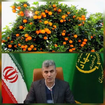 رتبه پنجم استان گیلان در تولید مرکبات کشور رتبه پنجم استان گیلان در تولید مرکبات کشور