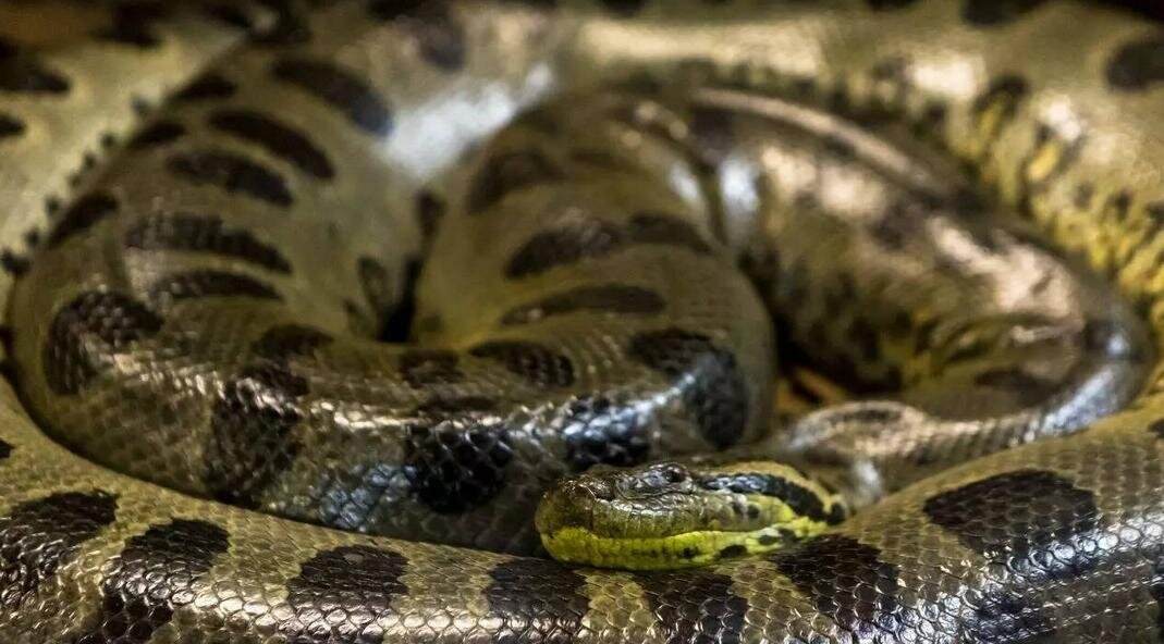 بزرگترین مار جهان / هیولایی با ۵۰۰ کیلوگرم وزن پیدا شد!