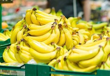 قیمت موز باید بسیار پایین‌تر باشد / رانت واردات موز در قبال صادرات سیب!