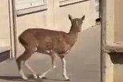 ببینید | ورود میش وحشی به معابر شهری لواسان