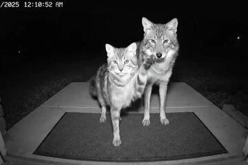 چگونه هوش مصنوعی کودکان و حیوانات را به کشتن می‌دهد؟