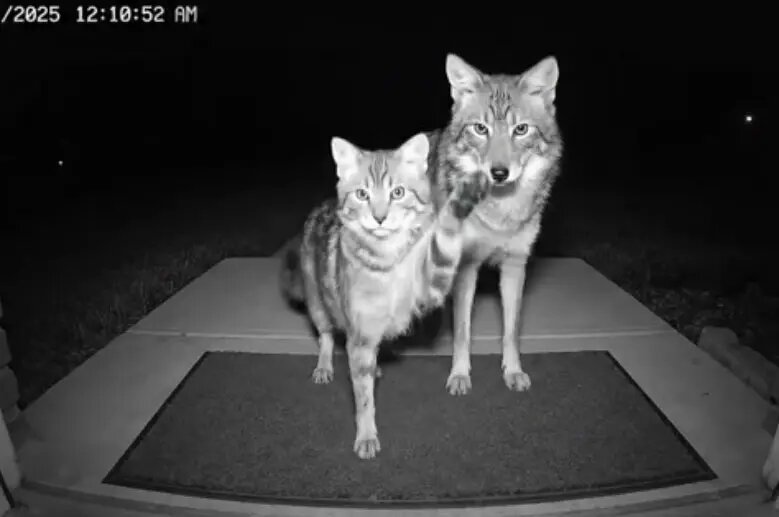 چگونه هوش مصنوعی کودکان و حیوانات را به کشتن میدهد؟